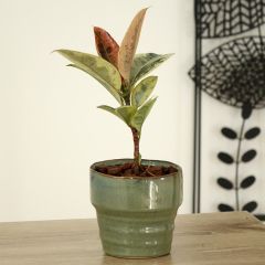 Ficus Shivereana - Gummibaum
