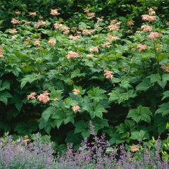 Kamtschatka-Mädesüß - Filipendula camtschatica