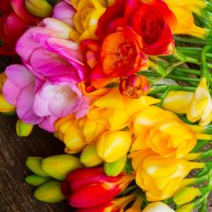 Freesia Double Mix