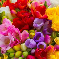 Freesia Simple Mix