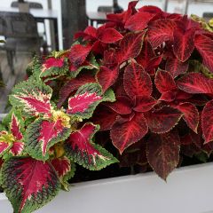 Buntnessel Kong Mix (Samen) - Solenostemon