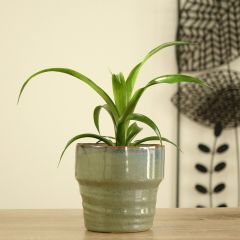 Guzmania Candy