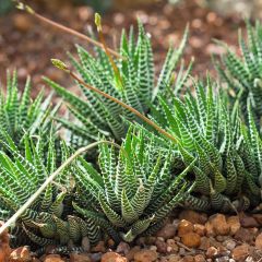Haworthia Big Band