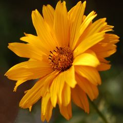 Heliopsis helianthoides var. scabra Summer Sun - Sonnenauge