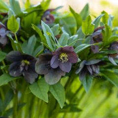 Helleborus orientalis Black