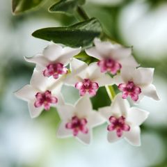 Hoya bella - Porzellanblume