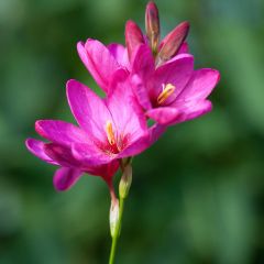 Ixia acaulis Rose Emperor - Klebschwertel