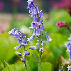 Hyacinthoides hispanica - Spanische Hasenglöckchen