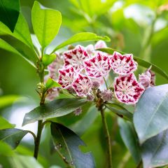 Lorbeerrose Minuet - Kalmia latifolia