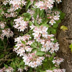 Kolkwitzia amabilis Pink Cloud - Scheinweigelie