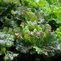 Bataviasalat Rouge Grenobloise