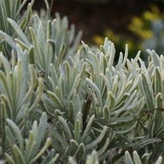 Lavandula intermedia Walburton's Silver Edge - Provence-Lavendel