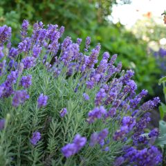 Lavandula intermedia Dutch Group - Provence-Lavendel