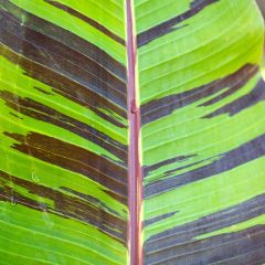 Musa sikkimensis Red Tiger - Darjeeling-Banane