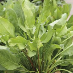 Ampfer Large De Belleville - Rumex acetosa
