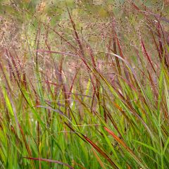 Panicum virgatum Shenandoah - Ruten-Hirse