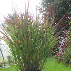 Panicum virgatum Cheyenne Sky - Ruten-Hirse