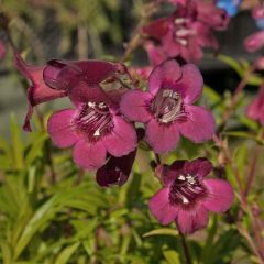 Penstemon Blackbird - Bartfaden