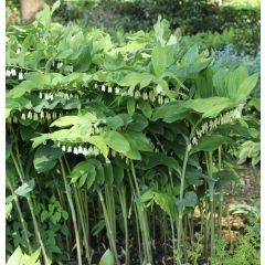 Polygonatum Weihenstephan - Weißwurz