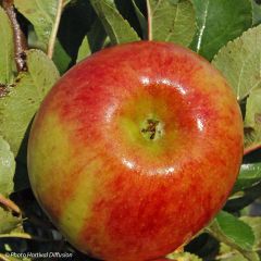 Säulenapfel Rhapsodiecov - Malus domestica
