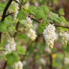 Blut-Johannisbeere White Icicle - Ribes sanguineum