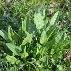 Ampfer - Rumex acetosa