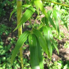 Semiarundinaria fastuosa - Narihira-Bambus