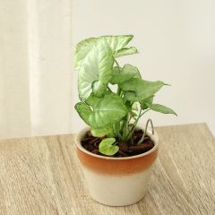 Syngonium Confetti