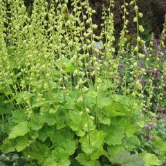 Tellima grandiflora - Falsche Alraunwurzel