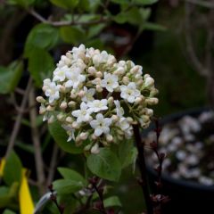 Großblumiger Duftschneeball - Viburnum carlcephalum