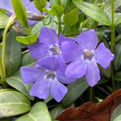 Vinca major - Großes Immergrün