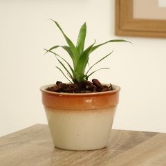 Vriesea Delphinus - Flammendes schwert