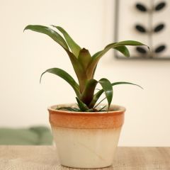 Vriesea Ida - Flammendes schwert