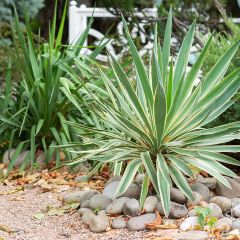 Yucca gloriosa Variegata - Kerzen-Palmlilie