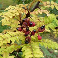 Zanthoxylum piperitum - Japanischer Pfefferstrauch