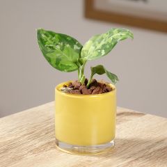 Aglaonema pictum Tricolor - Kolbenfaden