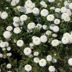 Römische Hundskamille Ligulosum - Chamaemelum nobile