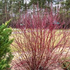 Roter Hartriegel - Cornus sanguinea