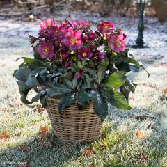 Helleborus orientalis HGC Ice N' Roses Red