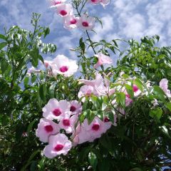 Pandorea jasminoïdes Rosea - Pandoree