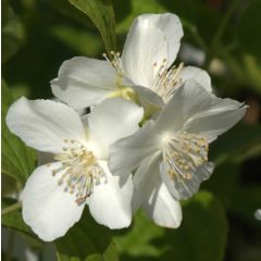 Europäischer Pfeifenstrauch - Philadelphus coronarius