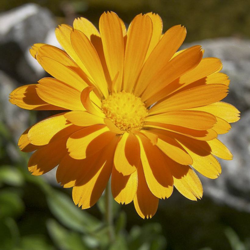 Garten-Ringelblume - Calendula officinalis (Samen) (Flowering)