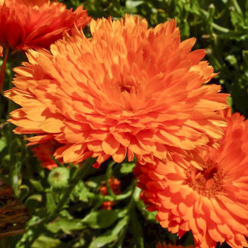 Garten-Ringelblume Candyman Orange - Calendula (Blüte)