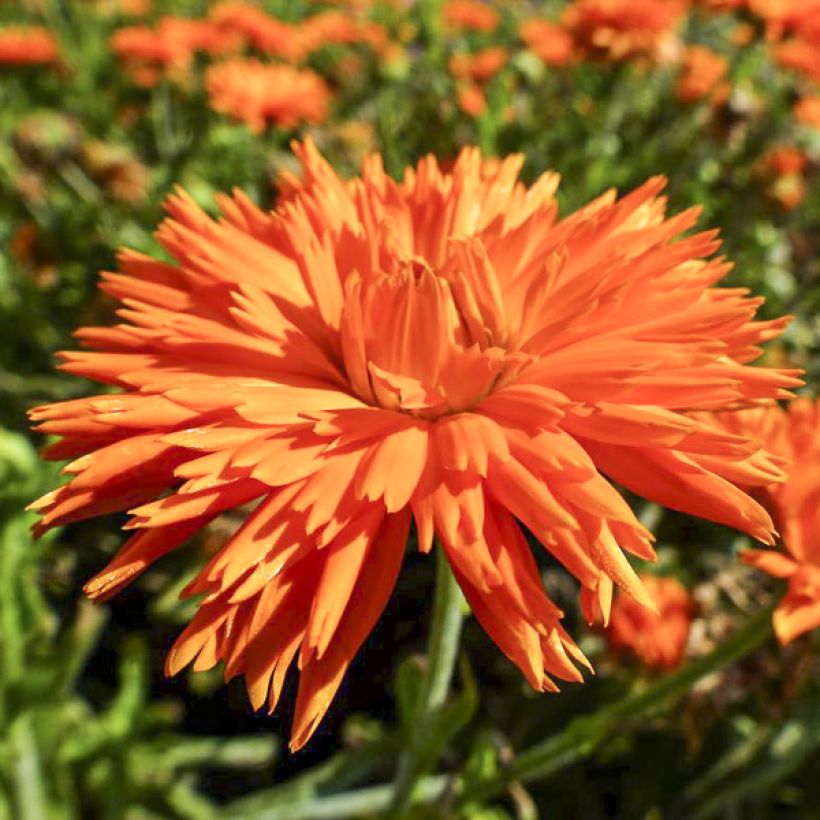 Garten-Ringelblume Porcupine - Calendula (Flowering)
