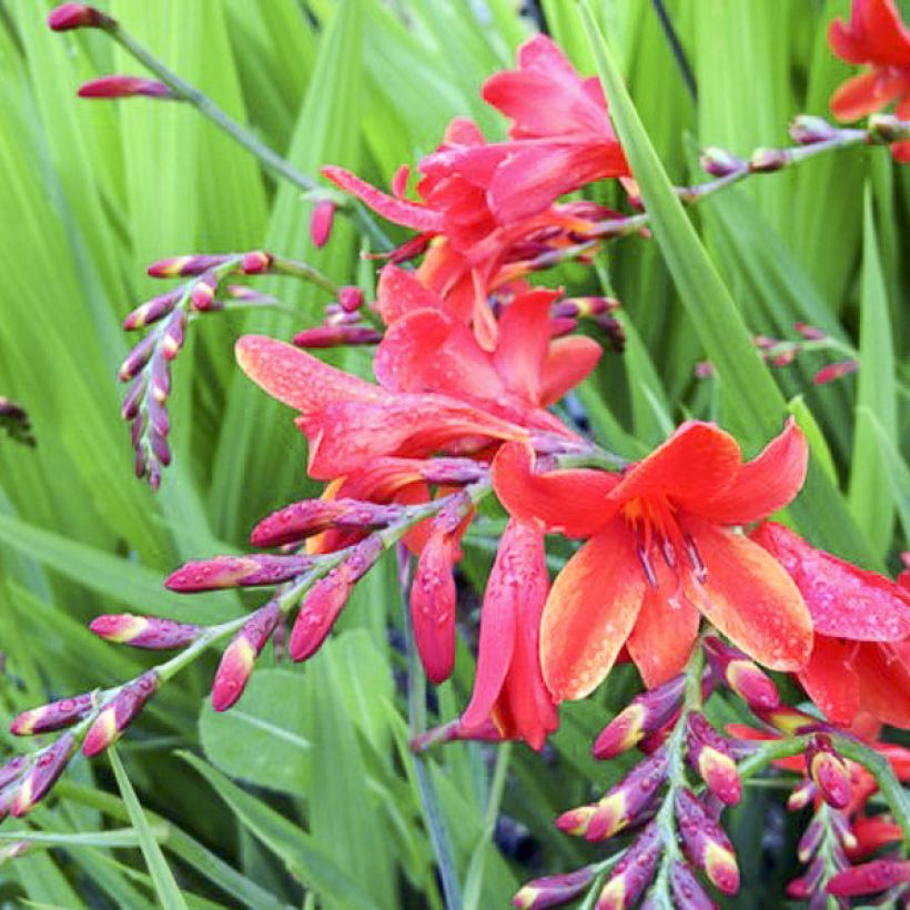 Montbretie Philippa Browne - Crocosmia (Blüte)