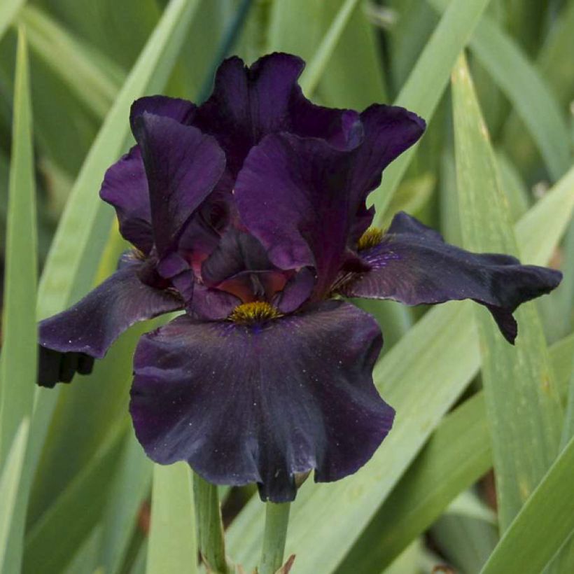 Iris Old Black Magic - Schwertlilie (Flowering)