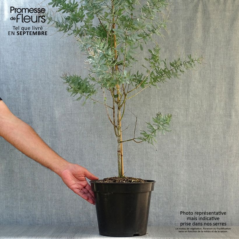 Exemplar von Acacia baileyana Songlines - Cootamundra-Akazie Topf mit 6L/7L wie im Herbst geliefert