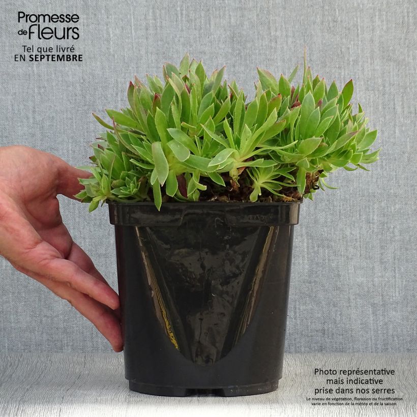 Exemplar von Aeonium arboreum Cornish Tribute Topf mit 3L/4L wie im Herbst geliefert