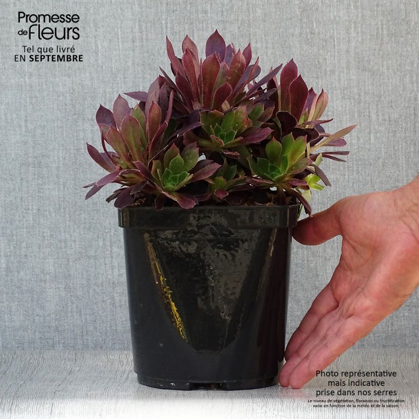 Example of Aeonium arboreum Du Rozzen Topf mit 3L/4L as you get in automne