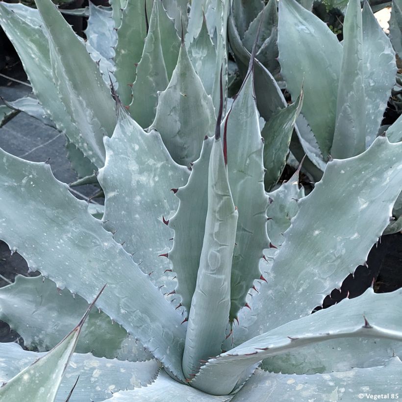 Agave durangensis (Laub)
